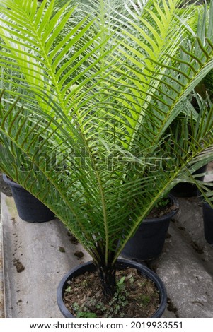 Tropical plant pot sale in green market, stock photo