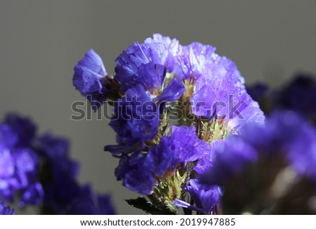Close up violet  color of flower group  bloom , have shade and shadow of sun light shine on , have gray background this picture.