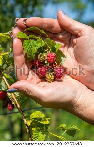 Raspberry berry and a woman's hand.