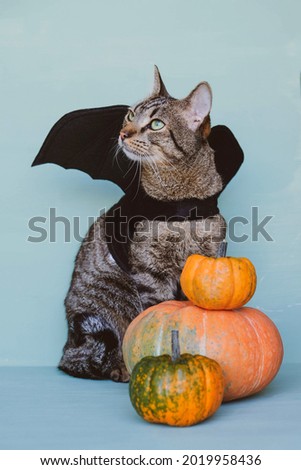 Happy Halloween. Cute funny tabby cat dressed as bat with black wings and orange pumpkins. Halloween party concept. Trick or treat. Space for text.