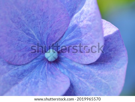 Macro portrait of a blue purple hydrangea in summer