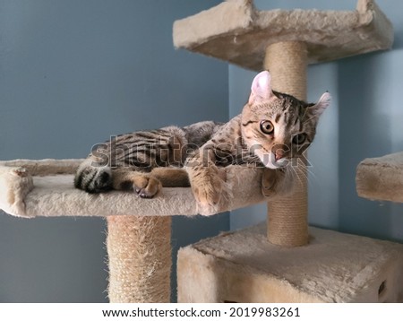 A highland lynx kitten resting on a cat tower. Royalty-Free Stock Photo #2019983261