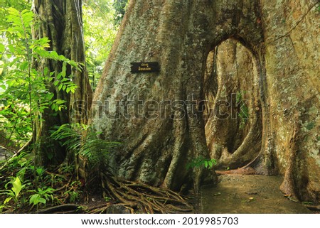 Giant Tree Gate (Tetrameles nudiflora) ,one fromThe Trees of Siam at Wat Khao Banchop .Translation on tree text is "The door of truth"
,Chanthaburi ,Thailand 