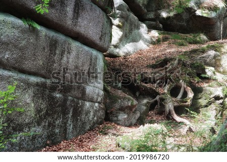 September in the Giant Mountains, roots of an old tree among rocks, fallen leaves, autumn landscape