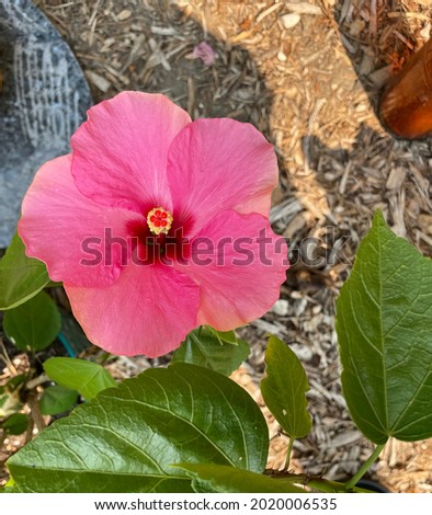 A perfect pink hibiscus in Midwest flowers all year inside when temperatures drop 8 hours of sun lots of water favorite Florida flower landscape garden