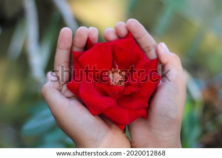Red rose flower on hand