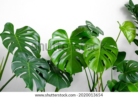 Many plants of the Monstera variety deliciosa or Swiss cheese plant on a white background. Stylish and minimalistic urban jungle interior. Empty white wall and copy space Royalty-Free Stock Photo #2020013654