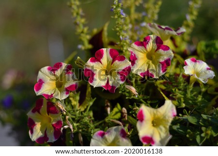 Close-up of a beautiful yellow petunia with red hearts on a flower bed in yellow morning sunlight, expressed by the bokeh of the flower bed and park.