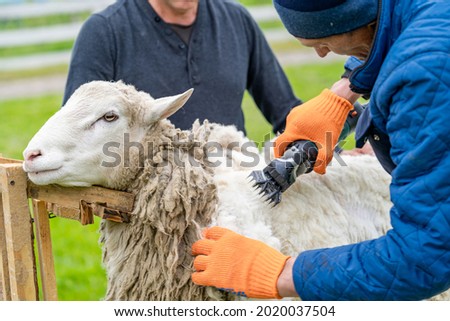 Sheep wool shearing by farmer. Scissor shearing the wool from sheep. Royalty-Free Stock Photo #2020037504