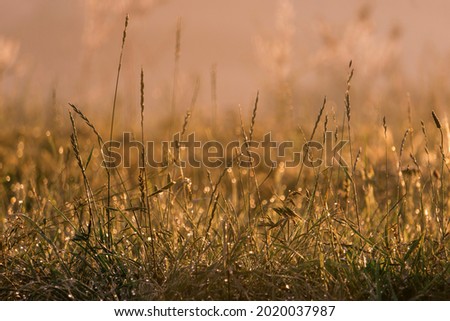 Wishing grass in the rays of early sunlight and in the dew, behind the background blur and bokeh