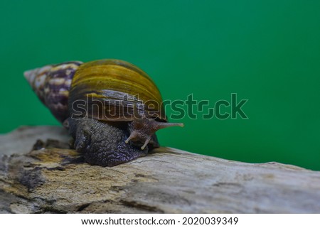 Garden snail on wood isolated on green background