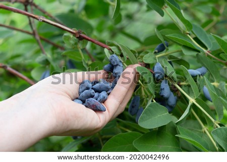 Harvesting berries. Blue honeysuckle is an early berry with an extremely high concentration of anthocyanins and flavonoid pigments. . Royalty-Free Stock Photo #2020042496