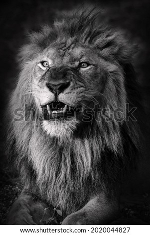 Black and white Lion with open mouth 