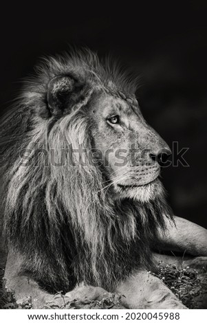 Black and white lion with side face