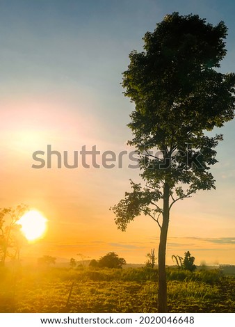 The evening of sunset scene the sun outback a tree with vertical picture