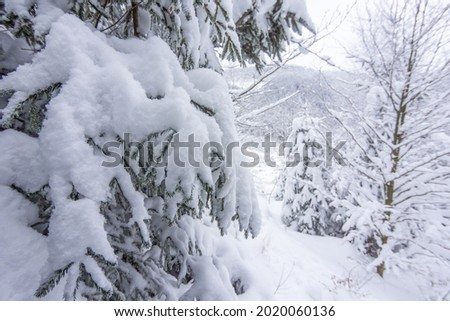 Close-up of snowy spruce branch in winter.