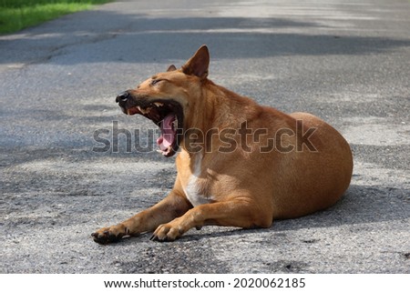 A brown-haired Thai dog with a wide mouth sitting in the middle of the road early in the morning.