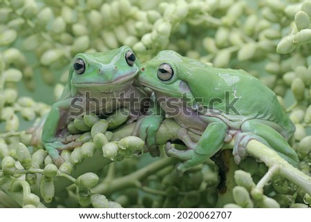 Two dumpy tree frogs resting on a bunch of young palms. This green amphibian has the scientific name Litoria caerulea. 