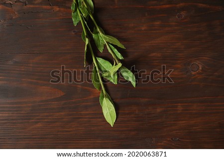 Bay leaf or laurel (laurus nobilis) spice background. Organic fresh green bay leaf from laurel farm garden.