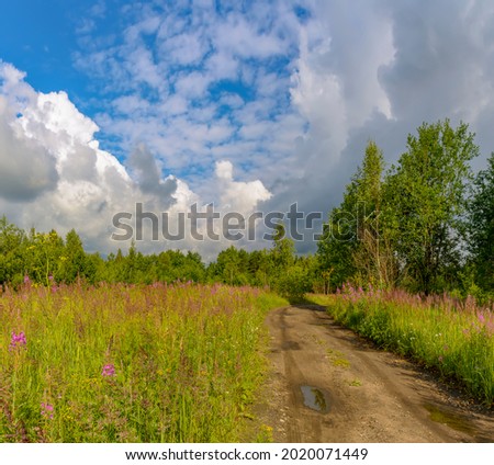 Summer landscape with a cloudy sky and blooming Ivan tea in the Leningrad region.