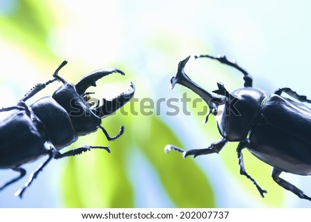 An Image of Stag Beetle