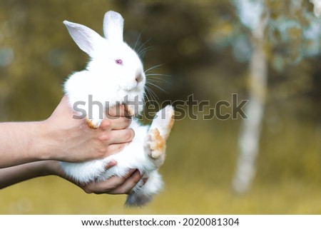 Banner with small cute white rabbit in male hands on natural forest background.Person takes care of pets and gently holds hare in hands.Domestic animal close up.Easter concept with copy space 