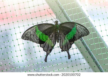 Papilio palinurus is diurnal butterfly from Sailfish family. Beautiful butterfly sitting on grid