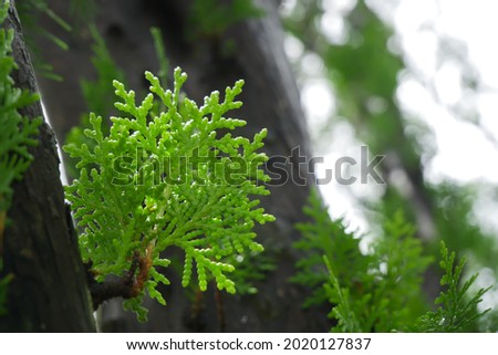 green pine leaves on background.