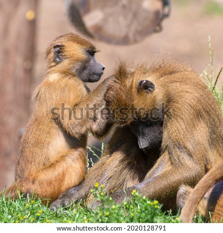 Young Baboon Grooming Another Baboon