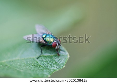Green bottle fly texture macro, insect sitting on a leaf, detailed picture of eyes, wings and bristle hair.	