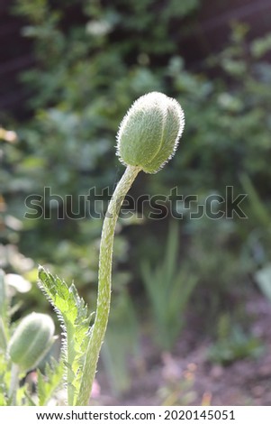 Papaver Orientale plants in a garden in June 2021. Idea for postcards, greetings, invitations, posters and Birthday decoration, background
