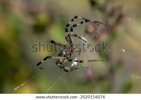 The spider species Argiope aurantia is commonly known as the yellow garden spider,black and yellow garden 