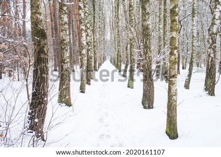 footprints in the snow in the forest among the trees