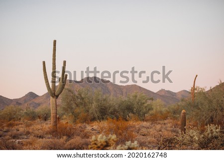 Giant cactus forest in the desert. Many Saguaro Cactus in Sonora desert. Cactus thickets in the rays of the setting sun, Saguaro National Park, southeastern Arizona, United States. Royalty-Free Stock Photo #2020162748