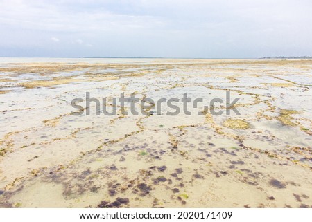 Low tide near Zanzibar coast. Coastline of Indian ocean. Low tide with reef and cliff. Empty seashore. Tropical nature. Summer vacations in Africa. Walking on low tide. Idyllic bay. Exotic beach.