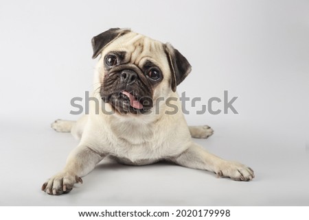 pug dog, showing himself in the picture all over him