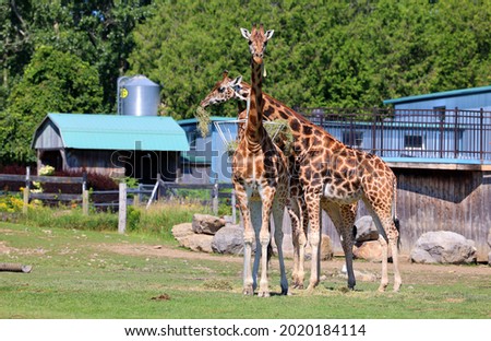The giraffe (Giraffa camelopardalis) is an African even-toed ungulate mammal, the tallest of all extant land-living animal species, and the largest ruminant.