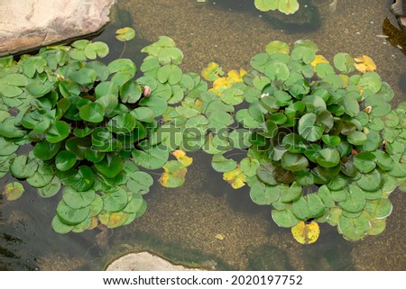 Plants in an artificial pond. Swamp plants on the water. Water garden decoration.