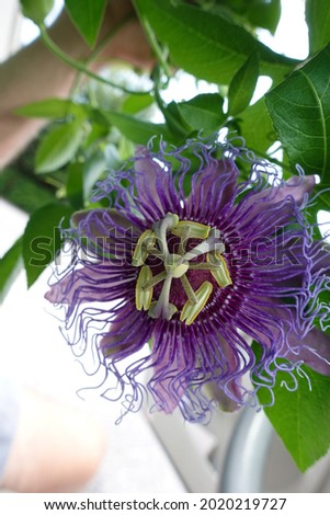 Purple Passion flower in full bloom