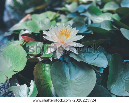Lotus flower (Lotus or Nelumbo) purple, violet, white and pink color, Naturally beautiful flowers in the garden