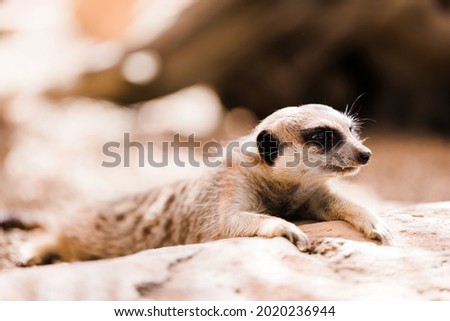 Meerkat relaxing and laying down close up