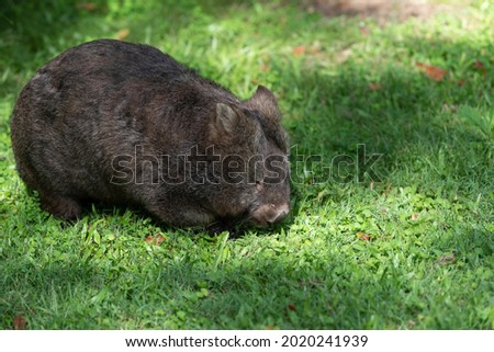Northern hairy nose wombat in the grass