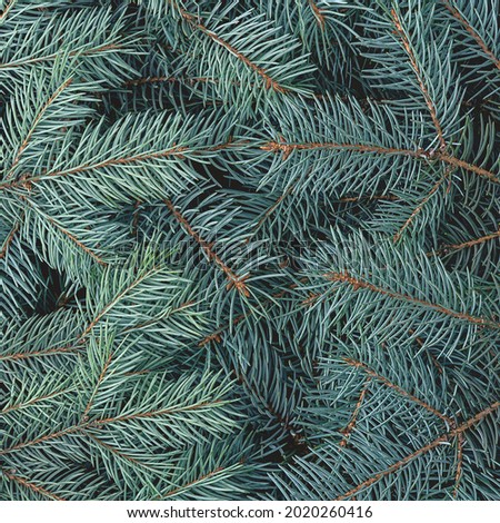 Christmas natural background and branches of a blue spruce. 