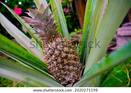 This photo shows a pineapple tree with its fruit almost ripe. This photo is perfect for illustration or information about agriculture, pineapple production in particular and other interests Royalty-Free Stock Photo #2020271198