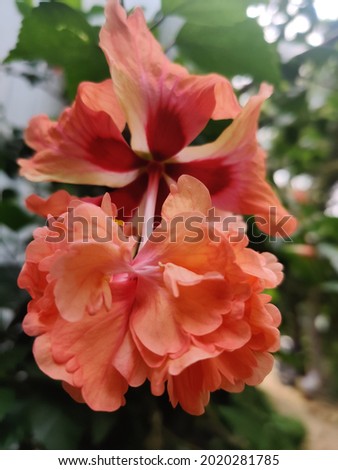Indian flower. Image was taken from Tamilnadu India