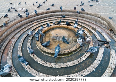 Pigeons bathing in the artesian well.