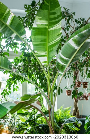 exotic houseplant, banana Musa Aeae white green striped leaves, variegated banana plant Royalty-Free Stock Photo #2020313060