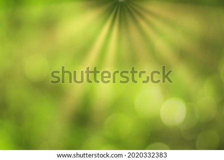 Blurred bokeh background image of bright green foliage and sunbeams in spring or summer. Abstract backdrop for design.
