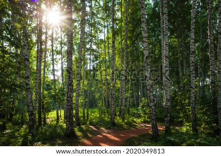 Sun light in green birch tree forest with hiking path in Siberia, Pure nature, ecology, environmental conservation, eco tourism, nature background, in Science city Koltsovo, Novosibirsk, Russia Royalty-Free Stock Photo #2020349813