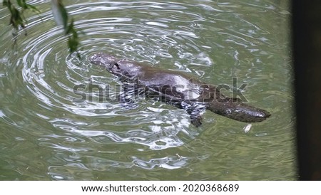 Wild platypus swimming in a quiet river